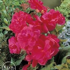 Begonia Unit 110- collection Double