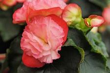 Begonia Unit 115- collection Two Toned