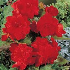 Begonia Unit 120- collection Double