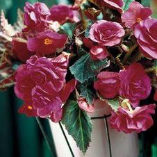 Begonia Unit 123- collection Pendula