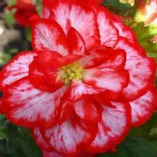 Begonia Unit 124- collection Two Toned