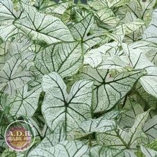 Caladium fancy leaf 'Candidum'