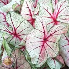 Caladium fancy leaf 'White Queen'