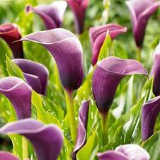 Calla Unit 219- collection Calla