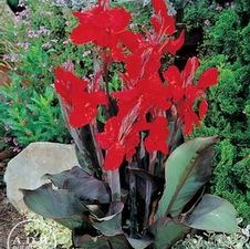 Canna Tall Unit 500- collection Tall