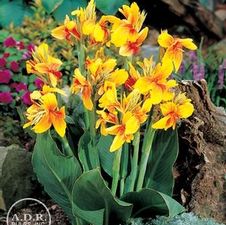 Canna Dwarf Specialty Unit 501- collection Dwarf