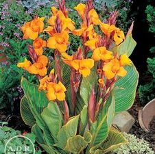 Canna Unit 502- collection Striped Leave