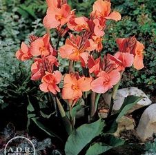 Canna dwarf 'Mrs. Oklahoma'