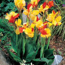 Canna dwarf 'Cleopatra'