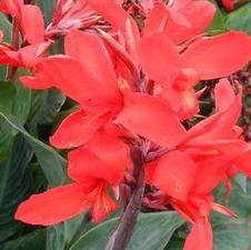 Canna dwarf 'King City Gold'