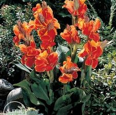 Canna tall 'Rosemond Cole'