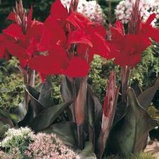 Canna tall 'President'