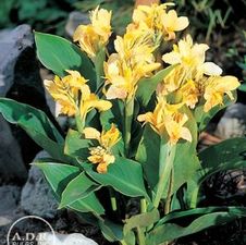 Canna tall 'Yellow King Humbert'