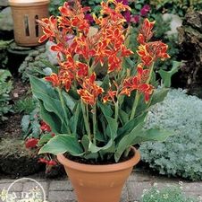Canna Dwarf Specialty Lucifer