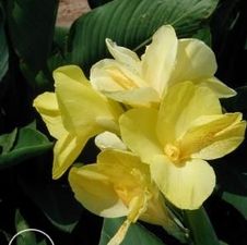 Canna Dwarf Specialty Primrose Yellow