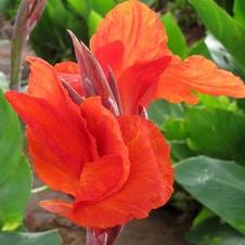 Canna dwarf 'Ambassador (Black Knight)'