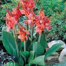 Canna tall 'City of Portland'