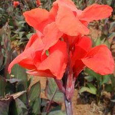 Canna tall 'Red King Humbert'
