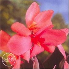 Canna Pink Futurity