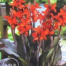 Canna Red Futurity