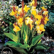 Canna Novelty Striped Beauty