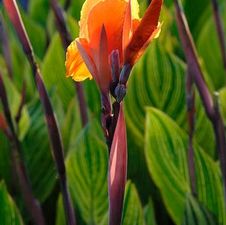 Canna Novelty Striata