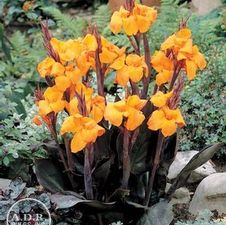 Canna tall 'Wyoming'
