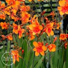 Crocosmia Bright Eyes