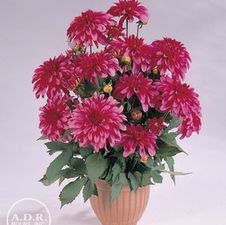 Dahlia Unit 139- retail collection Gallery