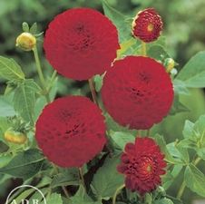 Dahlia Unit 142- retail collection Ball
