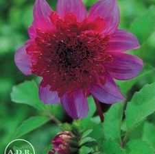 Dahlia Unit 143- retail collection Powder Puff