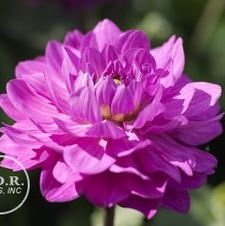 Dahlia Unit 144- retail collection Karma