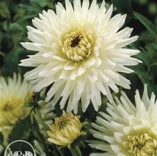 Dahlia Unit 145- retail collection Cactus