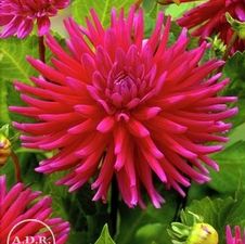 Dahlia Unit 146- retail collection Cactus