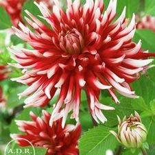 Dahlia Unit 147- retail collection Cactus