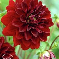 Dahlia Unit 148- retail collection Decorative
