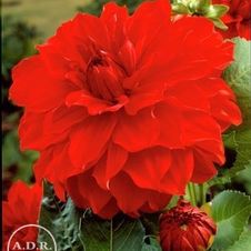 Dahlia Unit 149- retail collection Decorative