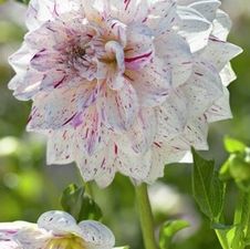 Dahlia Unit 150- retail collection Decorative