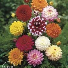 Dahlia Unit 155- retail collection Decorative & Cactus