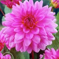 Dahlia Unit 151- retail collection Dinnerplate