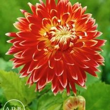 Dahlia Unit 152- retail collection Dinnerplate