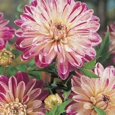 Dahlia Unit 153- retail collection Dinnerplate