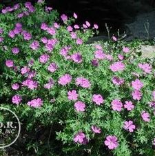 Geranium Max Frei
