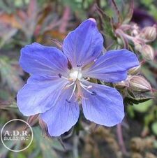 Geranium New Dimension