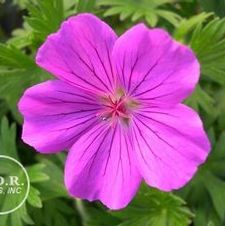 Geranium Tiny Monster