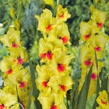 Gladiolus Unit 190- collection Large Flowering