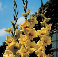 Gladiolus Unit 191- collection Large Flowering