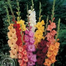 Gladiolus Unit 195- collection Large Flowering