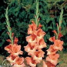 Gladiolus Unit 174- collection Large Flowering