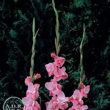 Gladiolus Unit 175- collection Large Flowering
